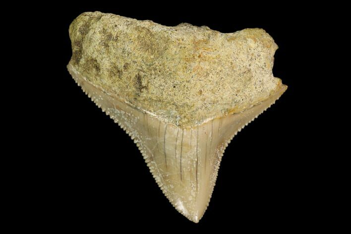 Serrated, Juvenile Megalodon Tooth - Indonesia #149888